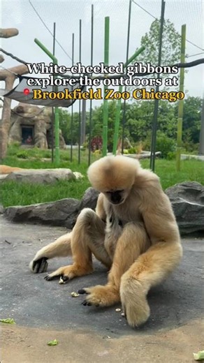 The white-cheeked gibbons are branching out this summer!