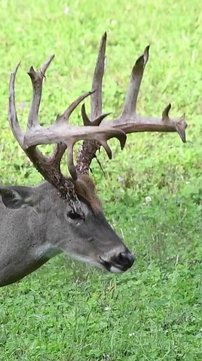 Book your hunt 🦌 #huntsenddeerranch #deer #whitetails #deerhunters #huntingseason #deerhunters #whitetaildeer #whitetails #outdoorlife