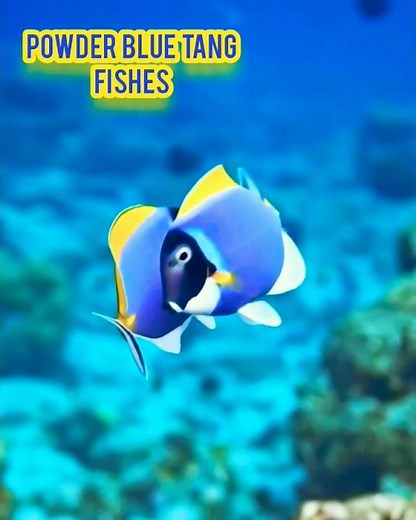 Powder blue tang fish | #fish #fish video #shots 🐟🐠