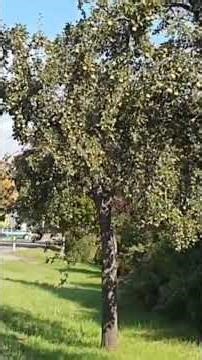 The destruction of Brettheim