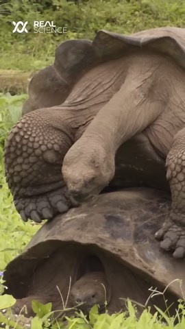 The super weird thing tortoises do during an eclipse