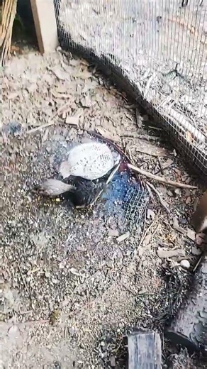 #birds #birdsavairy #birdhome #quail