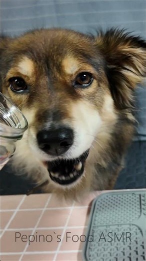 Dog ASMR | Crunchy Dried Shrimp Shell Chewing (No Talking)