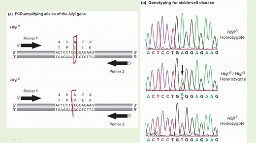 【遗传学讨论】16.1 遗传位点-SNP和SSR 基本原理和检测方法