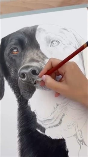 I use Derwent Drawing color pencils for black labrador portrait #derwent #blacklab #dogart #petlover
