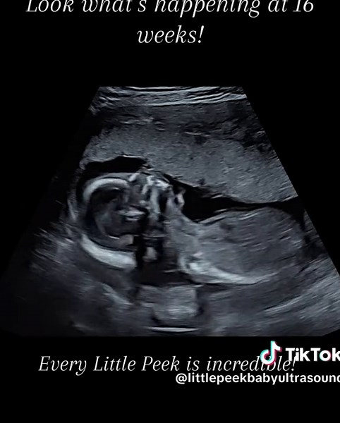 16 Weeks Pregnant: Baby's Development and Growth Highlights