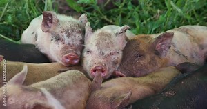Close-up view of a small group of free-range piglets huddling together having a sleep in a field