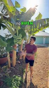 How Long Does It Take Bananas Plants To Fruit And Ripen #NamWahBananas #GrowInnHomes