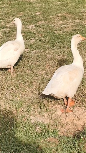 Duck Sounds Compilation Bird Sounds in Nature #birds #birdsong #duck