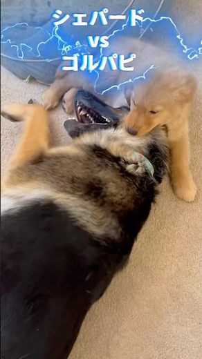 【シェパード🆚ゴルパピ】 #ジャーマンシェパード #大型犬のいる生活 #ゴールデンレトリバー