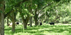 Advantages and Disadvantages of Agroforestry | Greentumble