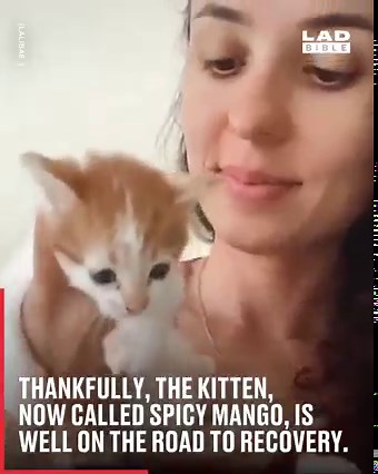 20M views · 434K reactions | This kitten was absolutely petrified of people, but what happened next will melt your heart... ❤️ | LADbible | Facebook