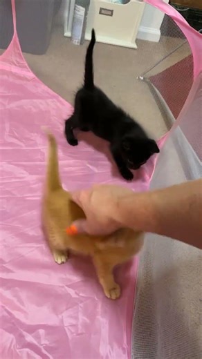 Foster Kittens Playing