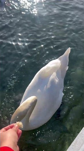 Dreamy moment: swans on the glittering lake