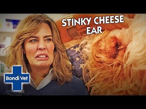 Vet Helps Dog With STINKY Ears After Living With A Fungal Infection! | Full Episode | Bondi Vet