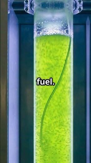 Algae Biofuels: A Sustainable Solution?