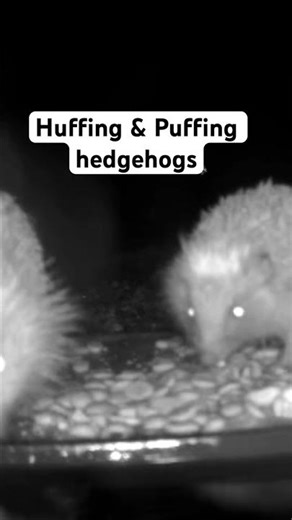 The hedgehogs that visited last night. #wildlife #hogger