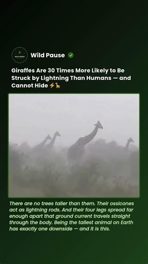 A Giraffe in a Storm Is the Tallest Thing for Miles — and Lightning Knows It #shorts #giraffe