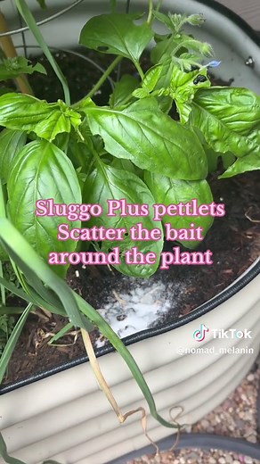 Salt on Slugs. Salt kills slugs naturally, however, it takes a lot of salt and should not be applied near your plants. Other methods to kill slugs naturally include beer traps and vinegar sprays. #slugs #salt #pestcontrol #pest #garden #fyp