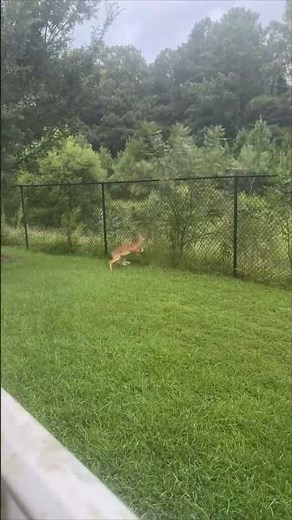 Deer Bounces Off Fence Before Finally Clearing It