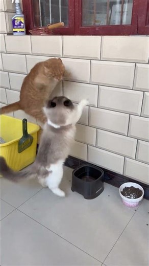 Two Cats Arguing Like Humans 😂🐱 | Funniest Cat Drama Ever