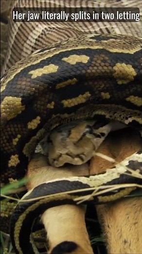 Python Attack Impala #animalattack #python #impala
