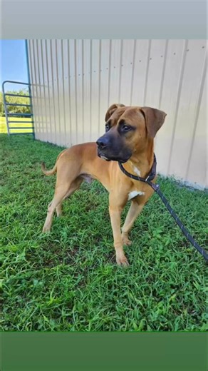 Brevard County, FL - South Animal Care and Adoption Center on Reels