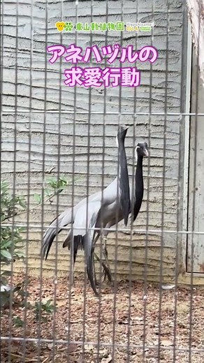 【東山動植物園公式】アネハヅルの求愛ディスプレイ《 アネハヅル ツル 鳥 》