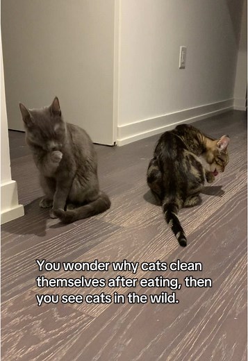 Why Cats Clean Themselves After Eating