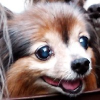 【架空昭和史】仏造人間ナンマイダー OP 「導け！ナンマイダー」（TVサイズ） #架空昭和史　#