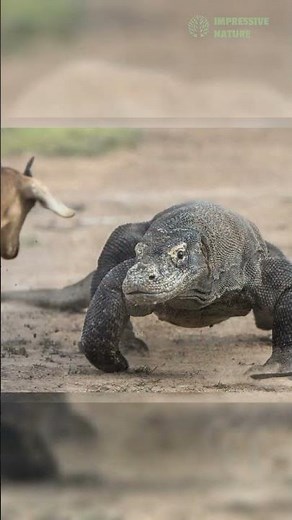 5 Animals with the Most Extreme Feeding Behaviors