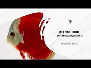 Red Rose Diskus