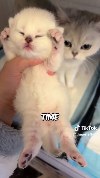 Understanding Mother Cats & Their Kittens Behavior