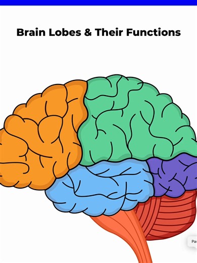 Mastering Brain Lobes for Nursing Students