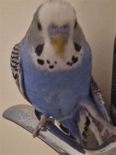 backstory: Teka really likes to sit on the doorknob he stays there all day if he can. he also pokes the scree with love, he had already unscrewed it a few times, but now the time had come when he managed to completely remove it. if anyone needs a screwdriver, i will lend him to them, and he will finish it in a day. #budgerigar #fyp #budgie #parrot #bird