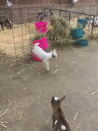 Happy Baby Goat Jumping with Joy 🐐 | Cute Goat Kid Funny Moments