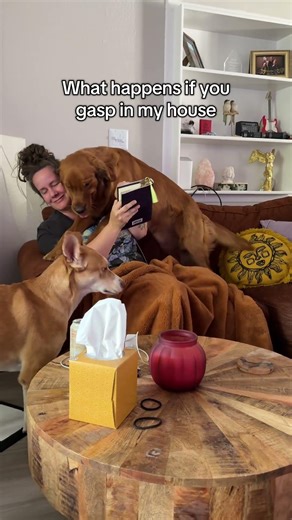 My Golden Retriever ignores me until there’s drama involved 🤣 #goldenretriever #funnydogvideos