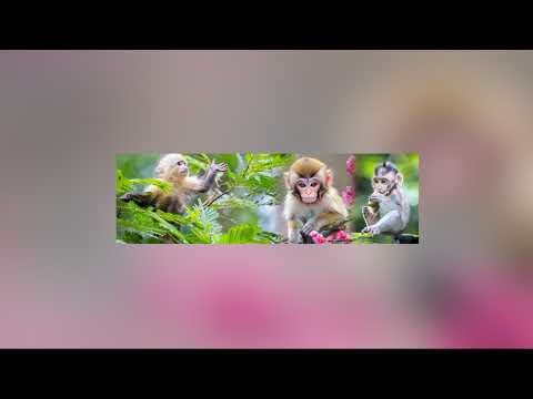 Little monkey Massage for Father #monkey #cute #animals #adorable #livestream
