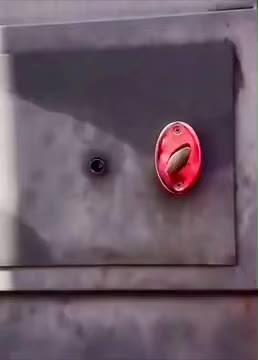 Funnylifeanimals on TikTok