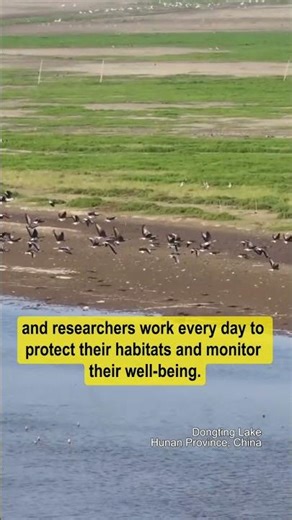 A swan’s eye view: tracking migratory birds at Dongting Lake