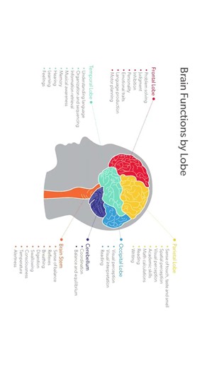 Function of lobes I function of brain lobes I Brain lobes function
