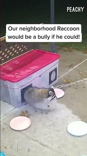 This is almost embarrassing 🦝 #raccoon #fails #funny #animals #shorts
