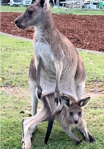 Big Joeys Still Mum's Little Kangaroos | Australian Wildlife