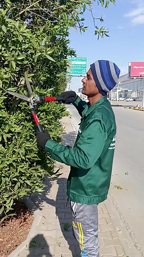 Bush Trimming Tips for a Lush Garden