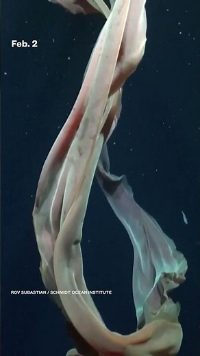 Scientists filmed a rare phantom jellyfish, 820 feet deep off the coast of Argentina