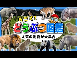 【動物図鑑】動画で覚える！どうぶつの名前と特徴➁動物園・サファリパーク〈パンダ・ライオン・キリン・レッサーパンダ・サイ・カバなど〉【幼児向け 子ども向け】 日本語 animal Japanese