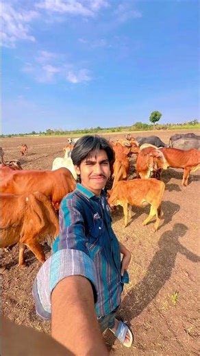 The Secret Meaning Behind Lord Krishna and His Beautiful Cows