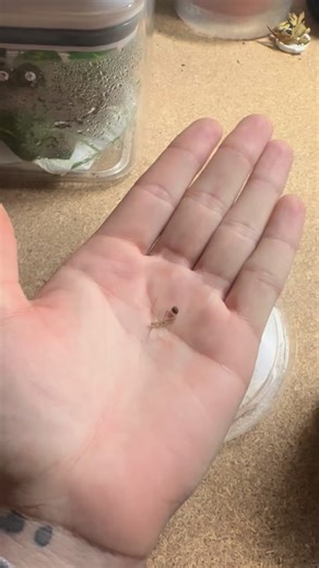 Dakota Rentz on Instagram: "Was checking on the stick bugs and I got to watch another hatch with my own eyes! This time I had my camera though! It’s super cool to experience watching them come out of the eggs, they come out super soft and squishy! The nymphs come out squishy because the egg if you can see it is a fraction of its size basically. Those legs and body were smushed up against one and other inside the egg and the squishy soft shell protects the bug during the hatching experience from 