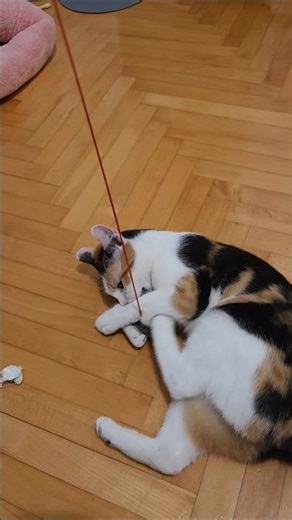 human sleep time?...nono it is play time. #cat #cats