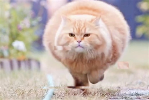 Flying Cat Meme Edit: Creative Cat Videos